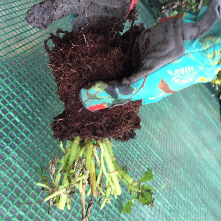 plant image 886552 plant image 886552