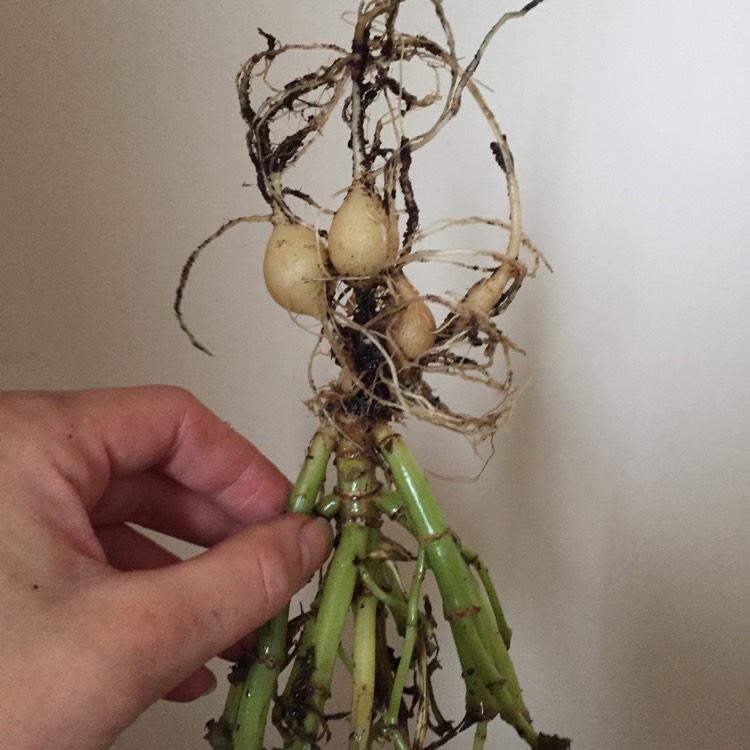 plant image 887251 plant image 887251