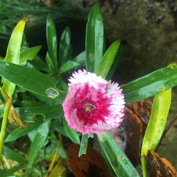 plant image 890883