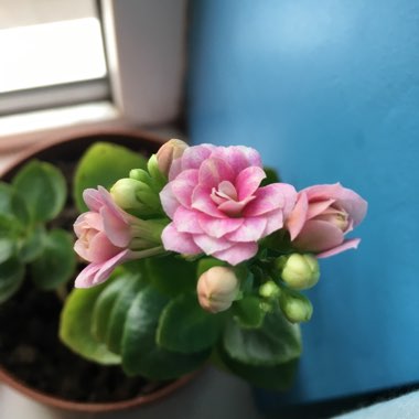 Kalanchoe