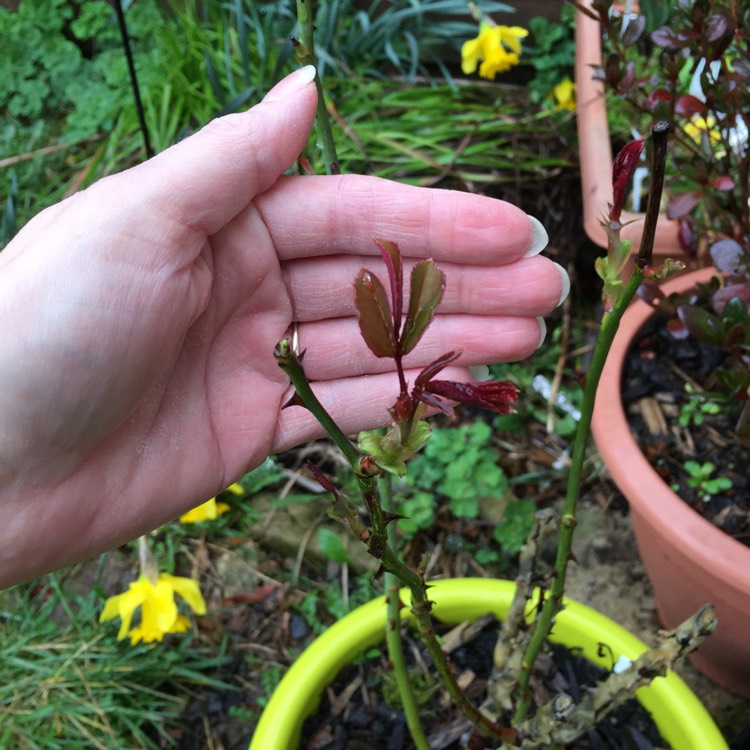 plant image 951735