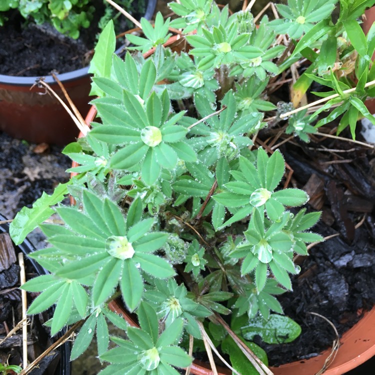 plant image 951737