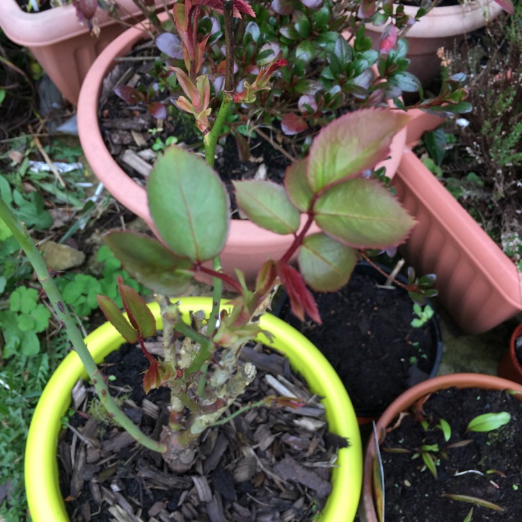 plant image 960534