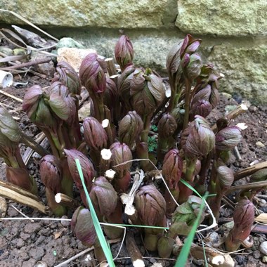 Paeonia officinalis 'Rubra Plena'