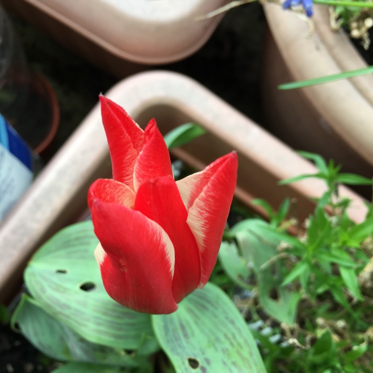 Plant image Tulipa 'Pinocchio'