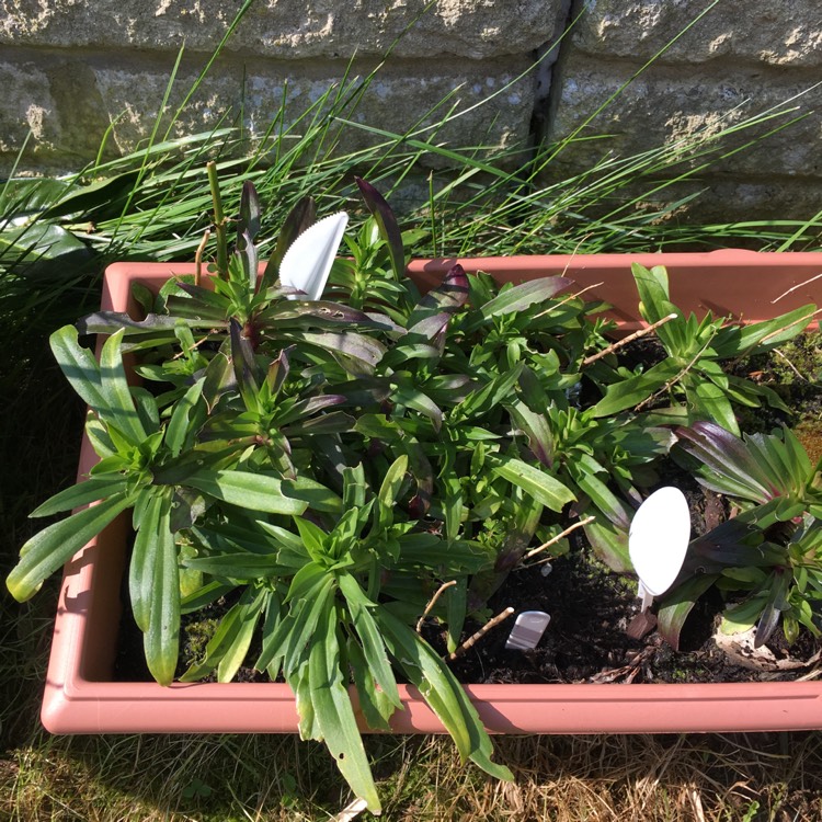 plant image 974257