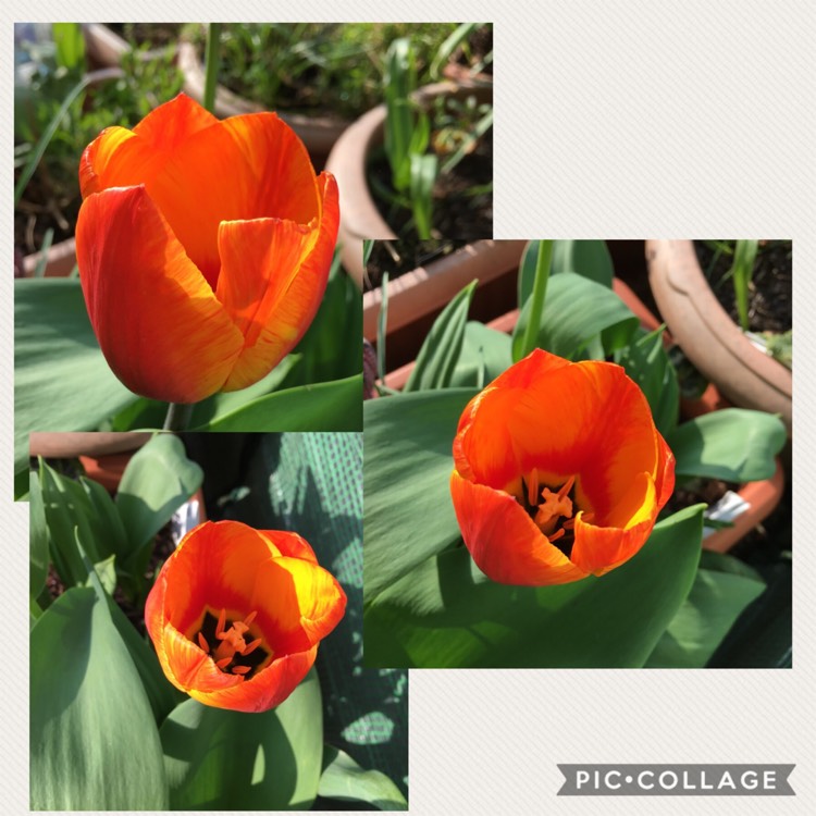 Plant image Tulipa (Rembrandt Group)