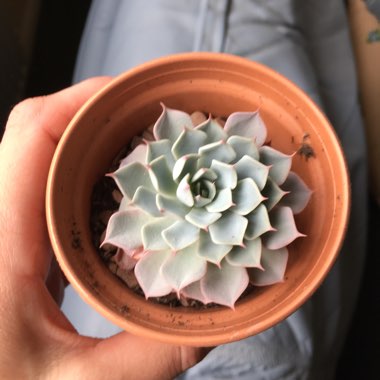 Echeveria Secunda