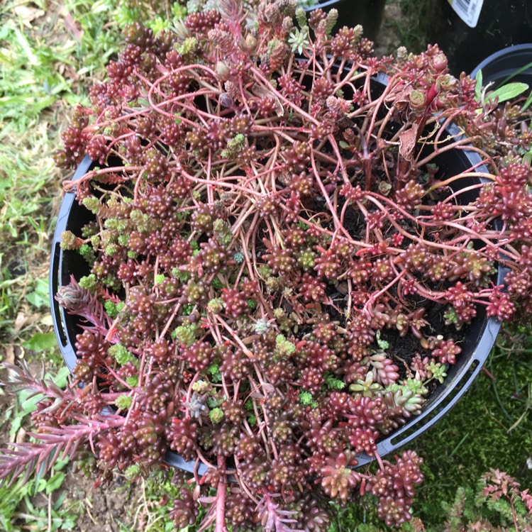 Plant image Sedum Album