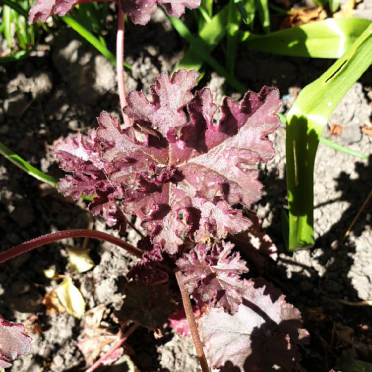 Plant image Heuchera 'Berry Smoothie'