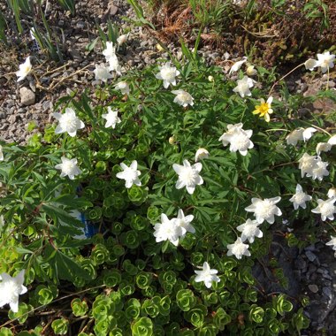 Shirley's garden