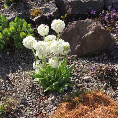 Shirley's garden