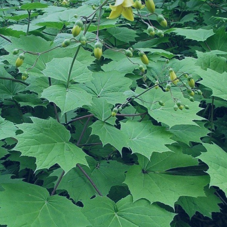 plant image 1313740