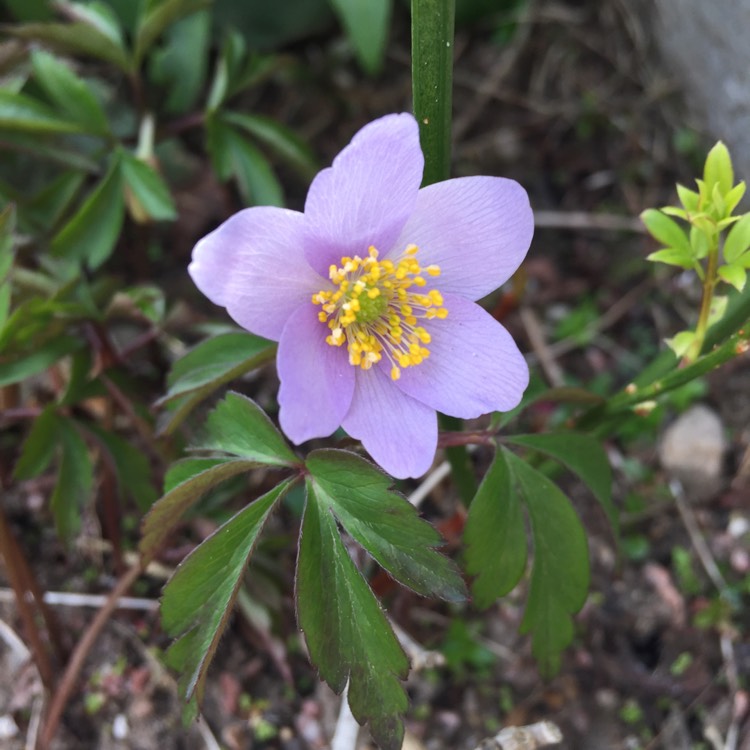 Plant image Anemone nemorosa 'Robinsoniana'