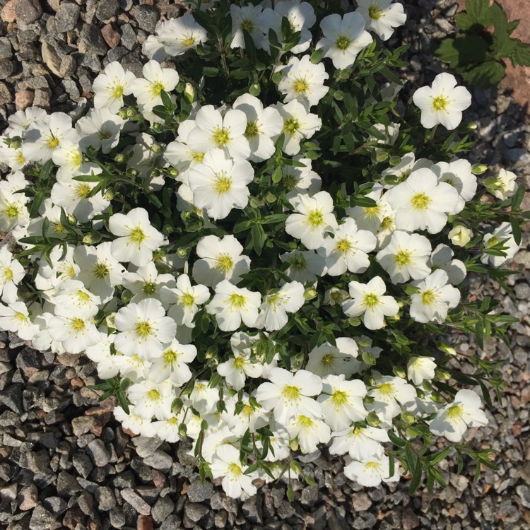 Plant image Arenaria Montana 'Blizzard Compact'