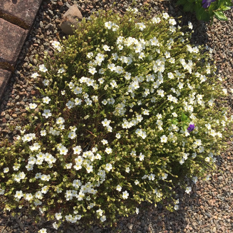 Plant image Arenaria