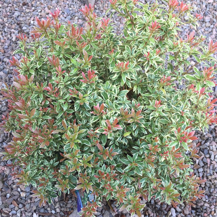 Plant image Pieris japonica 'Little Heath'
