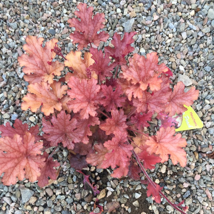 plant image 419988