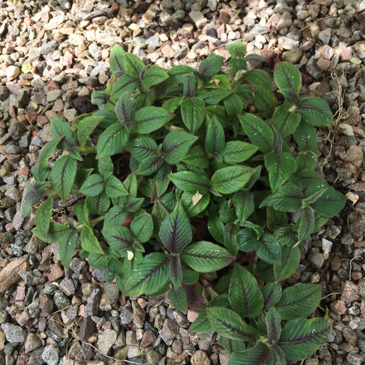 Plant image Persicaria campanulata 'Madame Jigard'
