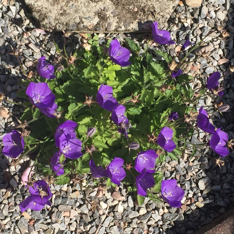 Plant image Campanula carpatica 'Blue Clips'