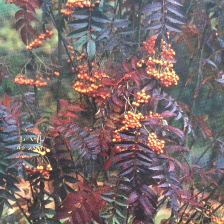 Plant image Sorbus aucuparia 'Autumn Spire'