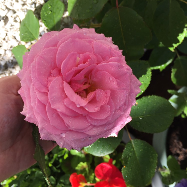 Plant image Rosa 'Auscrystal' syn. Rosa 'James Galway'