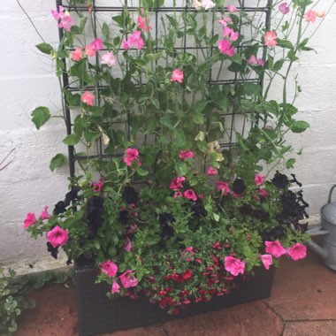 Shirley's garden