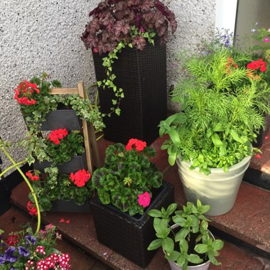 Shirley's garden
