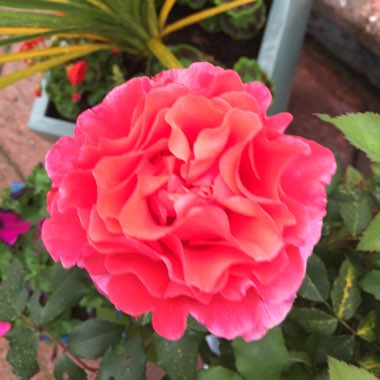 Rose 'Wedding Day'
