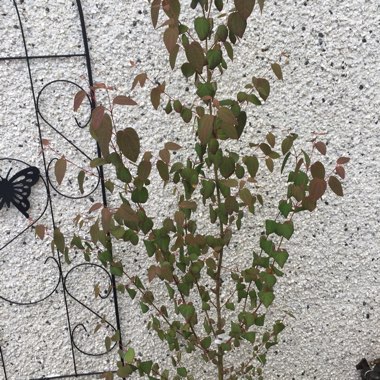 Katsura tree