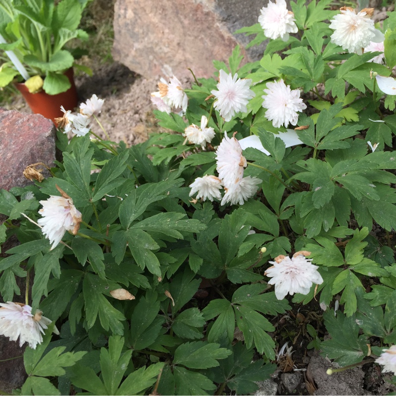 Plant image Anemone nemorosa 'Vestal'