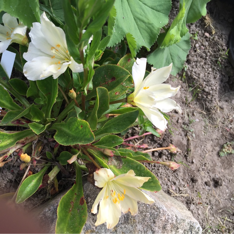 plant image 91867