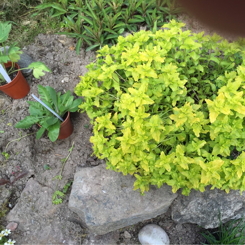 plant image 91874
