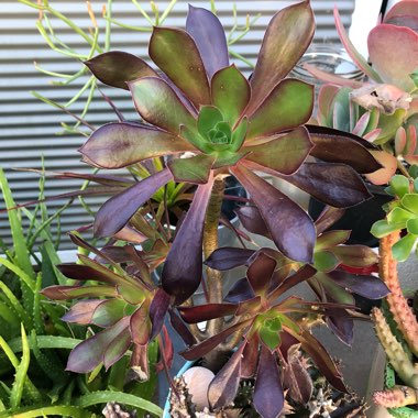 Aeonium Arboreum Chocolate Rose