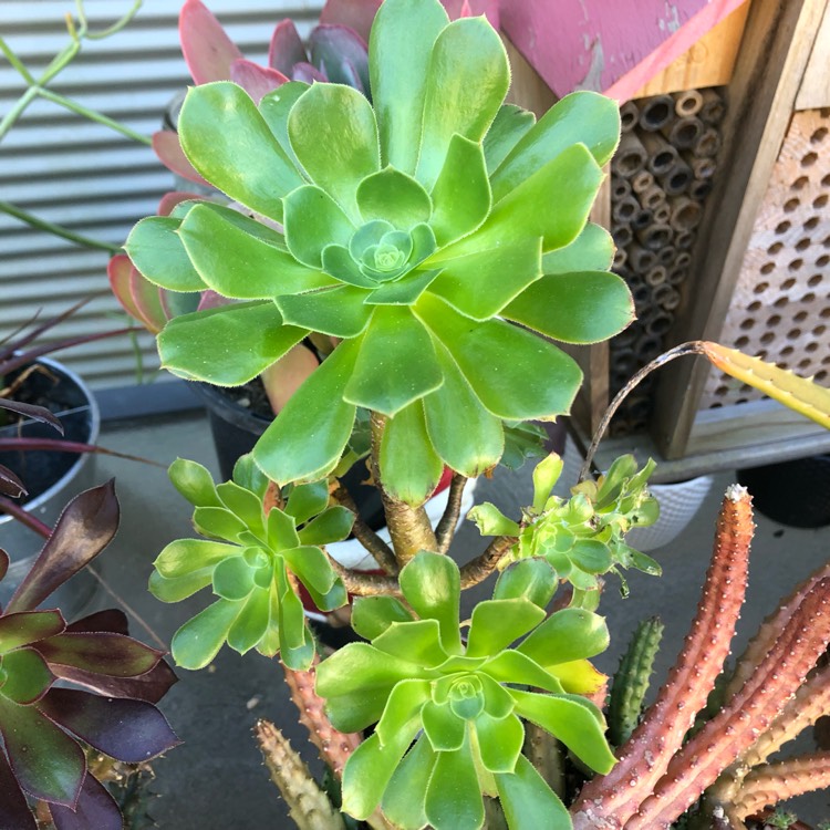 Plant image Aeonium Arboreum Green Rose