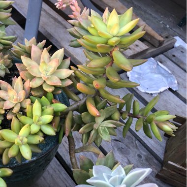 Sedum Adolphi