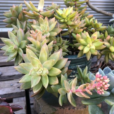 Sedum 'Pat's Pink' syn. Sedeveria 'Pat's Pink', Sedum 'Pam's Pink'