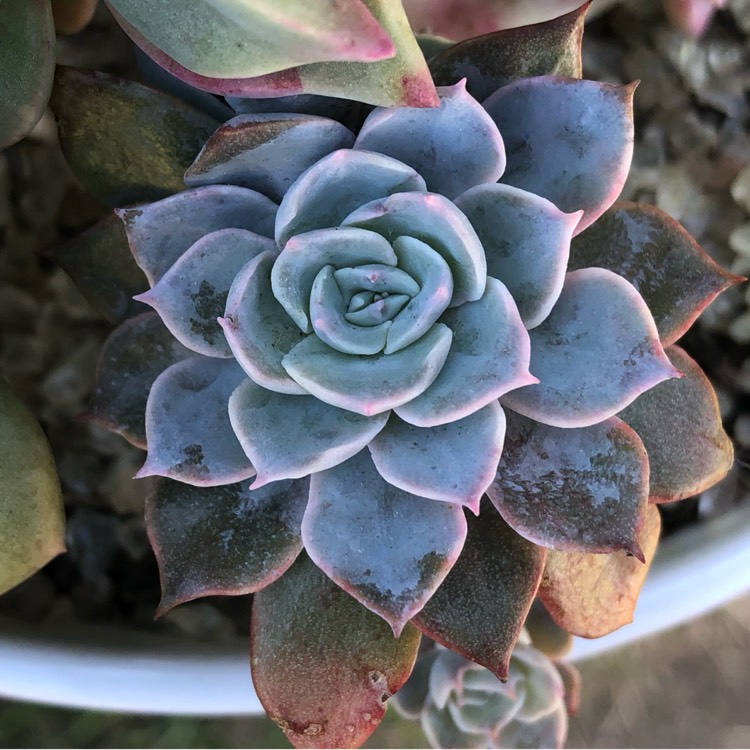 plant image 1350011