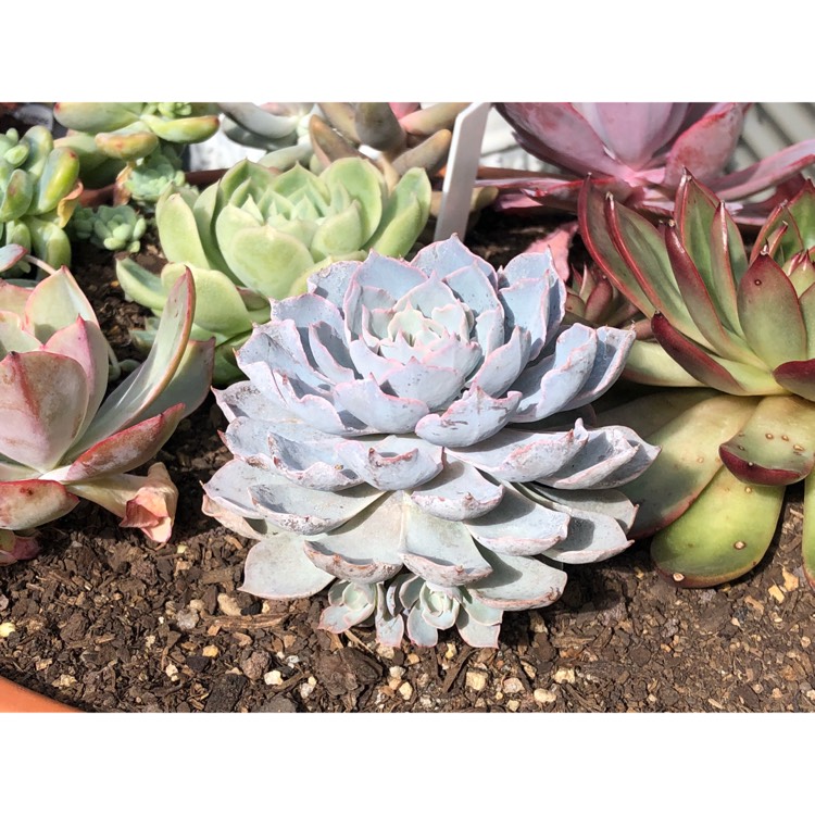 plant image 814700