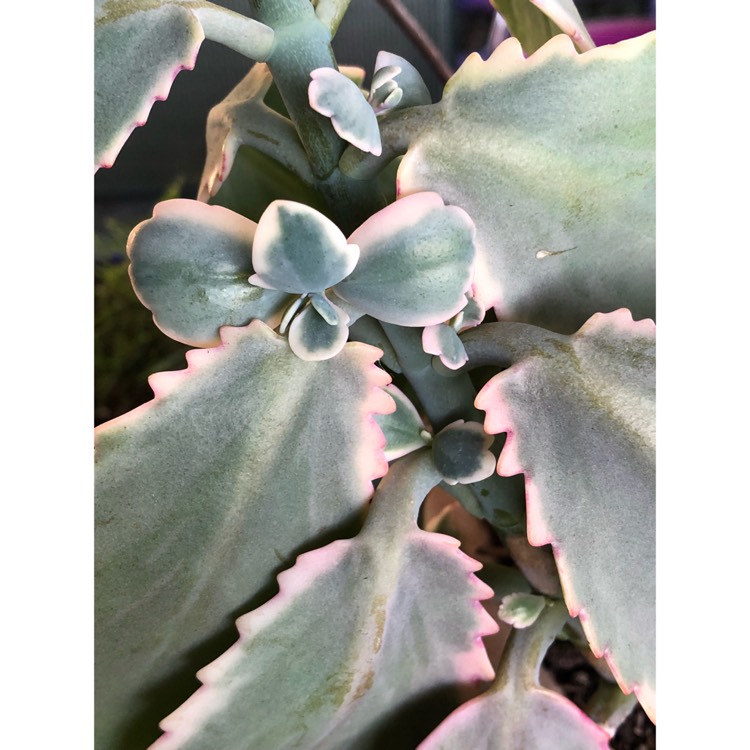 plant image 814965 plant image 814965