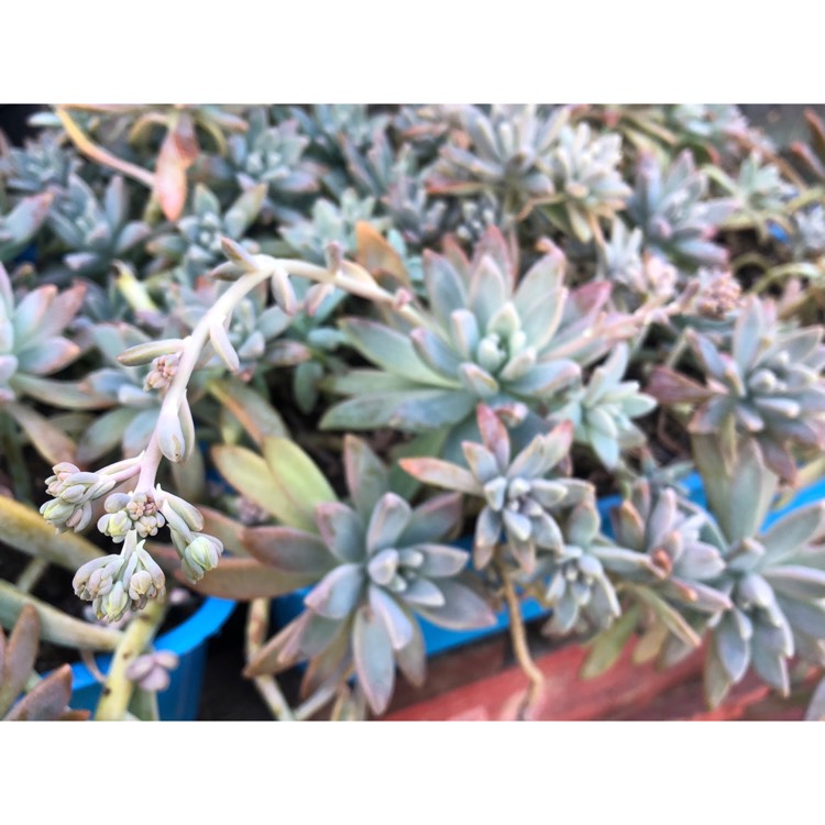 plant image 815926 plant image 815926