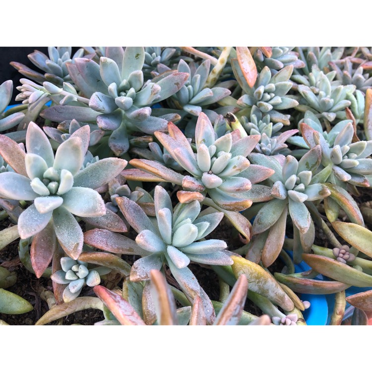 plant image 815929 plant image 815929