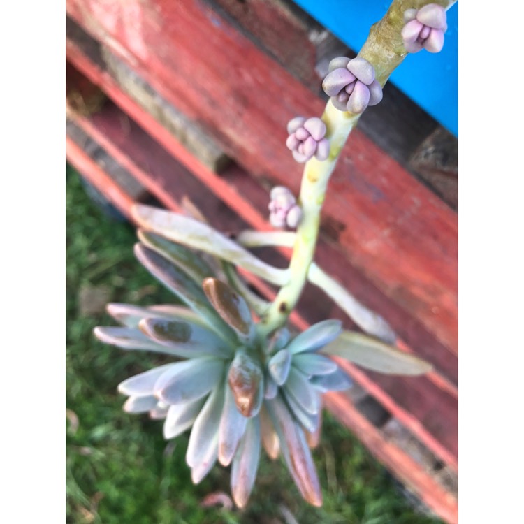 plant image 815930 plant image 815930