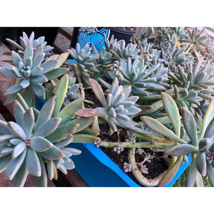 plant image 815932 plant image 815932