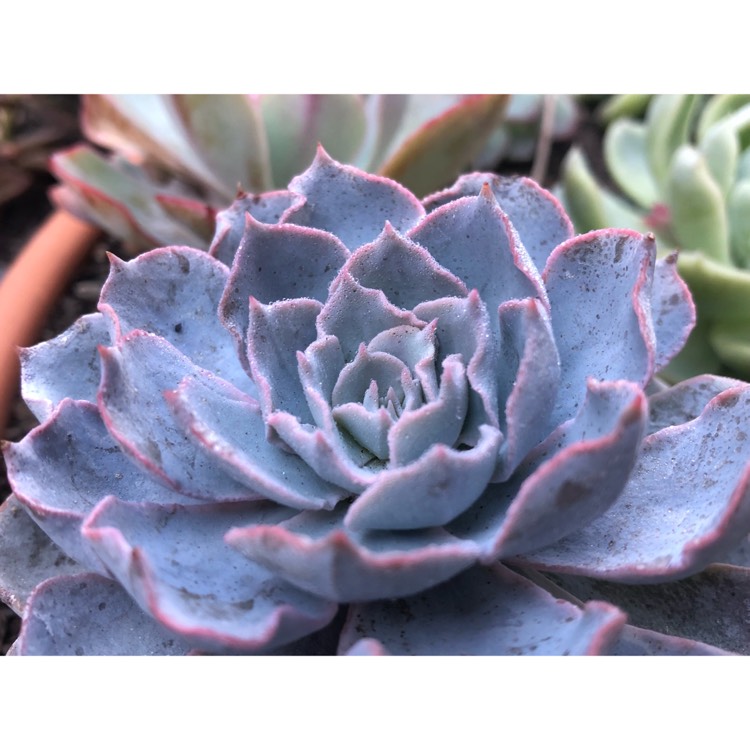plant image 816037