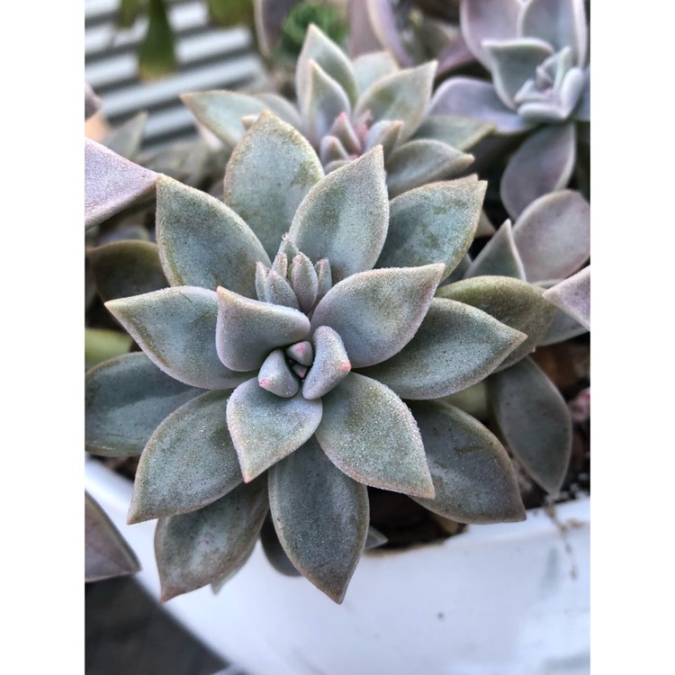 plant image 834684