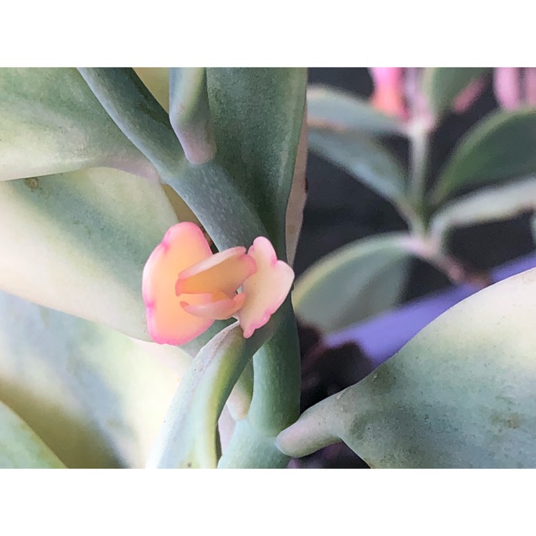 plant image 840397 plant image 840397
