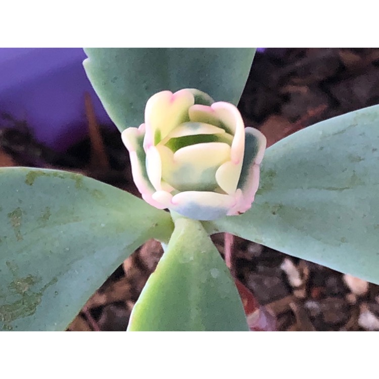 plant image 840398 plant image 840398