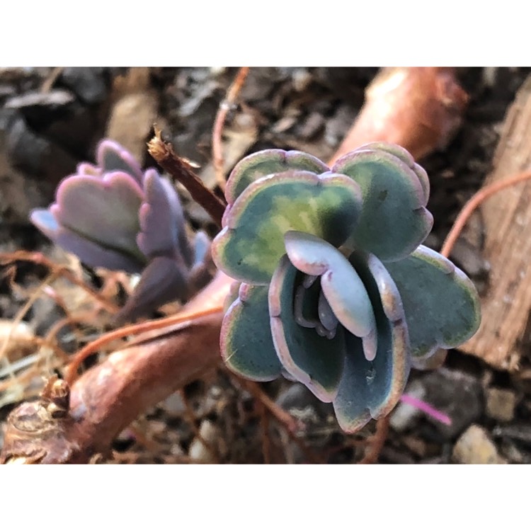 plant image 840399 plant image 840399