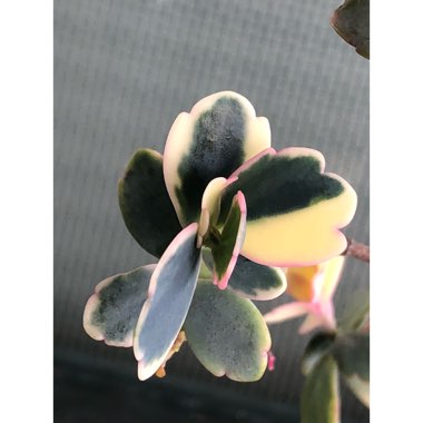 Kalanchoe fedtschenkoi 'Variegata'